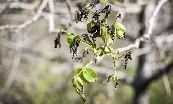 خسارت ۱۲ هزار میلیاردی سرمازدگی به باغداران