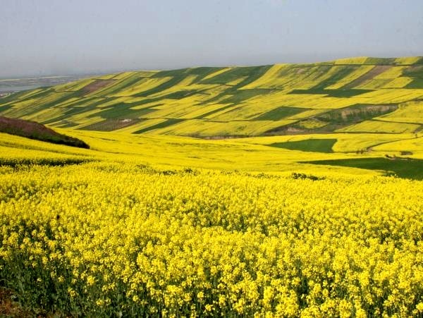 پیش&zwnj;بینی برداشت 1200تن کلزا در گیلان