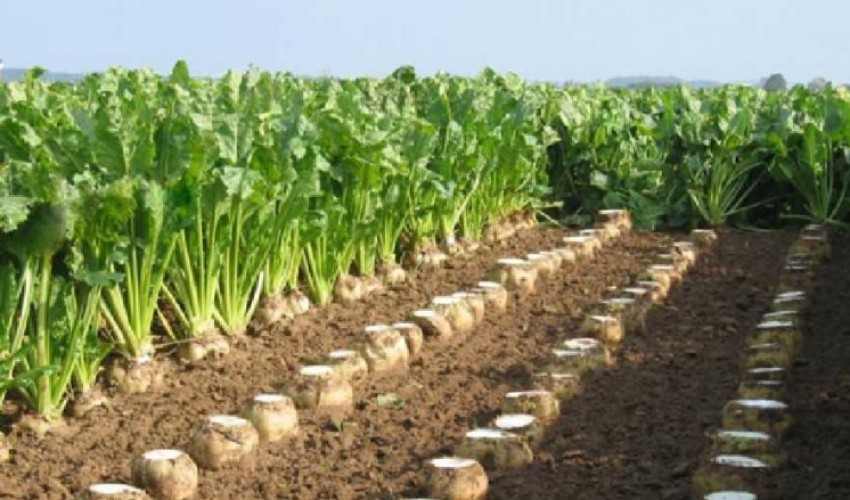 مطالبات چغندرکاران کرمانشاه پرداخت شد