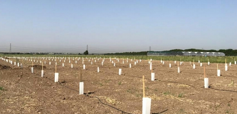 طرح الگویی- ترویجی محافظ ساقه نهال گردو در شهرستان آبیک اجرا شد طرح الگویی- ترویجی محافظ ساقه نهال گردو در شهرستان آبیک اجرا شد