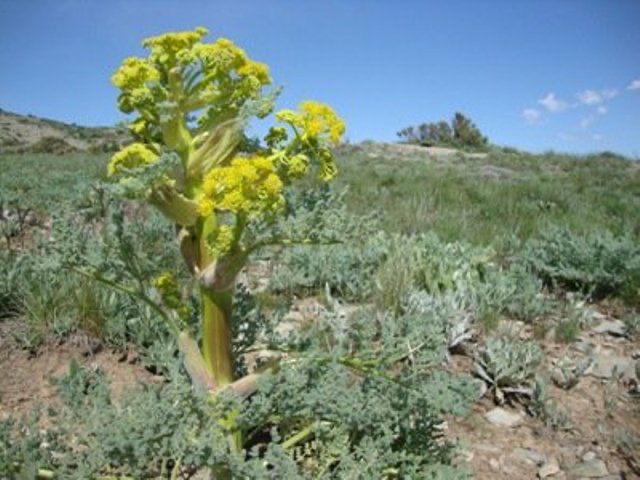 آغاز اجرای کشت گیاه دارویی وشق در ۱۰۰ هکتار ازمراتع شهرستان سمنان در سال ۹۹ آغاز اجرای کشت گیاه دارویی وشق در ۱۰۰ هکتار ازمراتع شهرستان سمنان در سال ۹۹