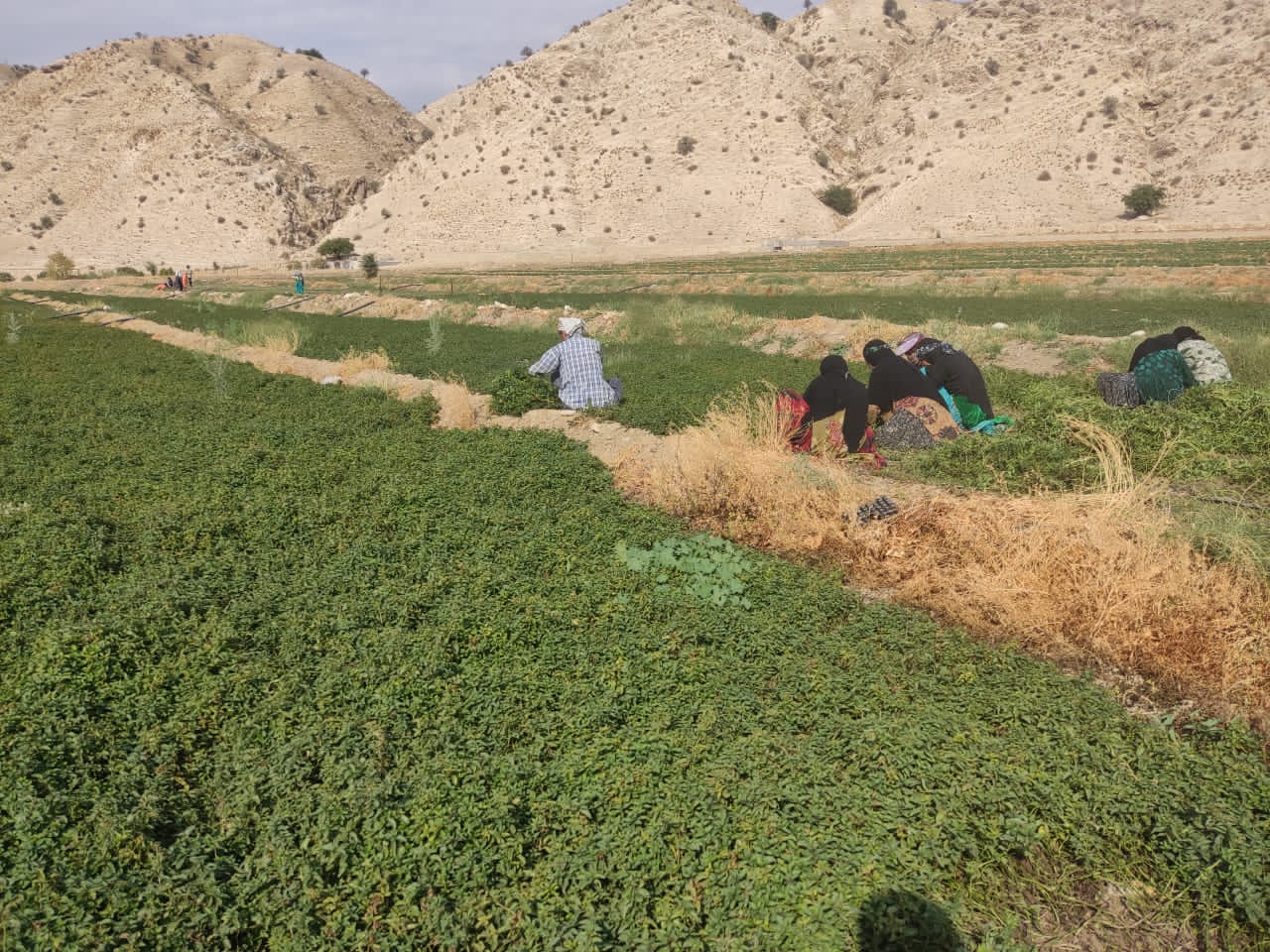 گزارش جامع نماینده بنیاد علوی از طرح محرومیت زدایی لنده+تصاویر
