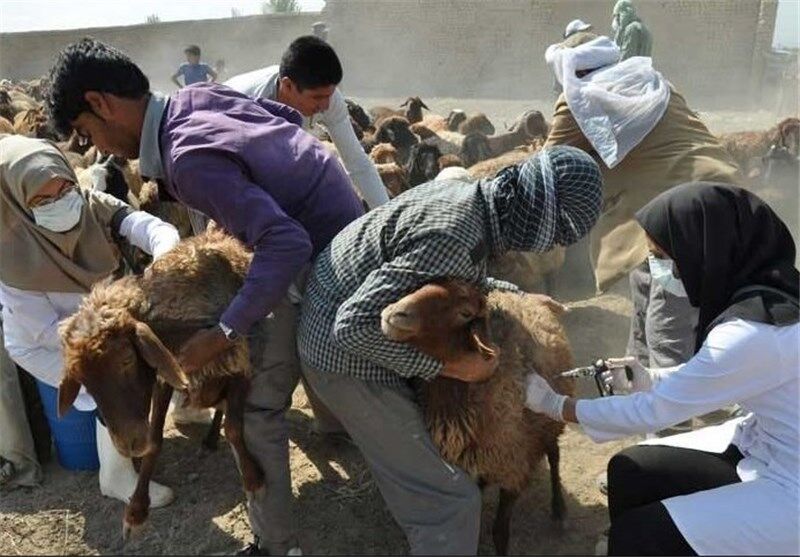 طاعون نشخوار کنندگان کوچک در استان سمنان مشاهده نشده است طاعون نشخوار کنندگان کوچک در استان سمنان مشاهده نشده است