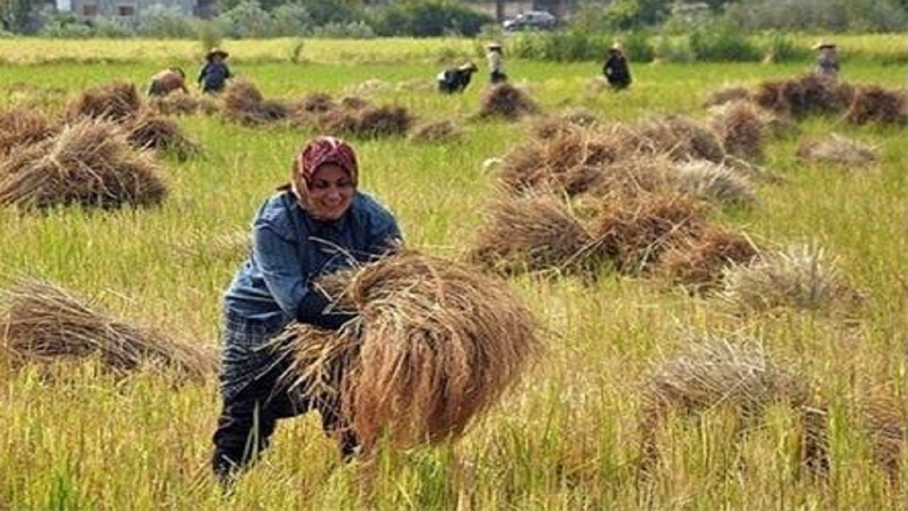 برگزاری دومین جشنواره خرمن مازندران در دهکده بردون