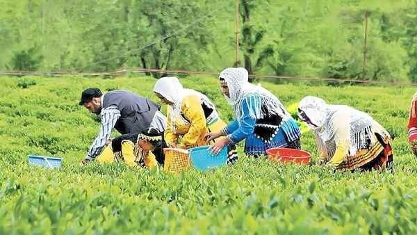 تی شاپ، راهنمای خرید چای ایرانی اصل برای شب‌های طولانی پاییز