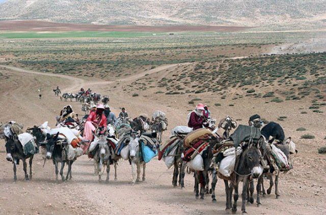 برنامهریزی کامل برای کوچ پاییزه عشایر کرمانشاه برنامهریزی کامل برای کوچ پاییزه عشایر کرمانشاه