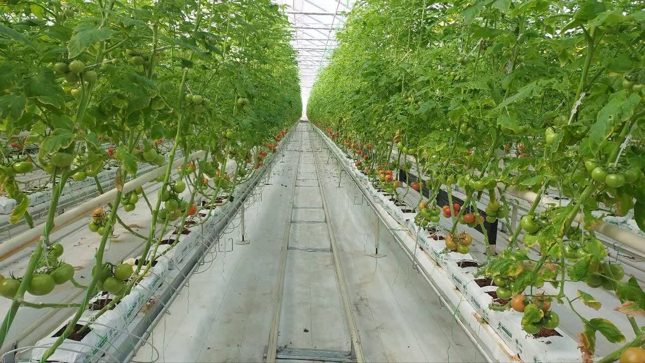 ۴۰ هزار تُن محصولات گلخانهای در اردبیل تولید میشود ۴۰ هزار تُن محصولات گلخانهای در اردبیل تولید میشود