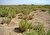 زنگ خطر بیابان‌زایی در ۱۲ روستای استان همدان/ از مقاومت محلی تا چالش‌های احیای اراضی