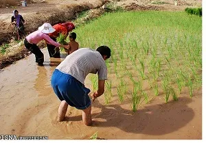 شالیکاران شوشتر، باوی و گتوند بیش از سطح مصوب کشت نکنند