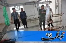 کشتارگاه اشکذر پلمب شد