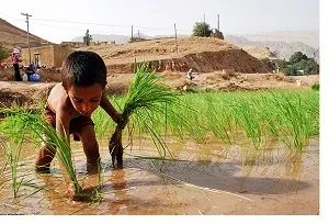 این‌که نیشکر باشد اما برنج نه، پذیرفتنی نیست