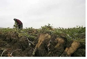 وجود مشکل حمل و نقل برای محصول چغندر در خوزستان