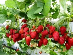 تولید سالانه 231 تن توت فرنگی  از سطح 10 واحد گلخانه ای آذربایجان غربی
