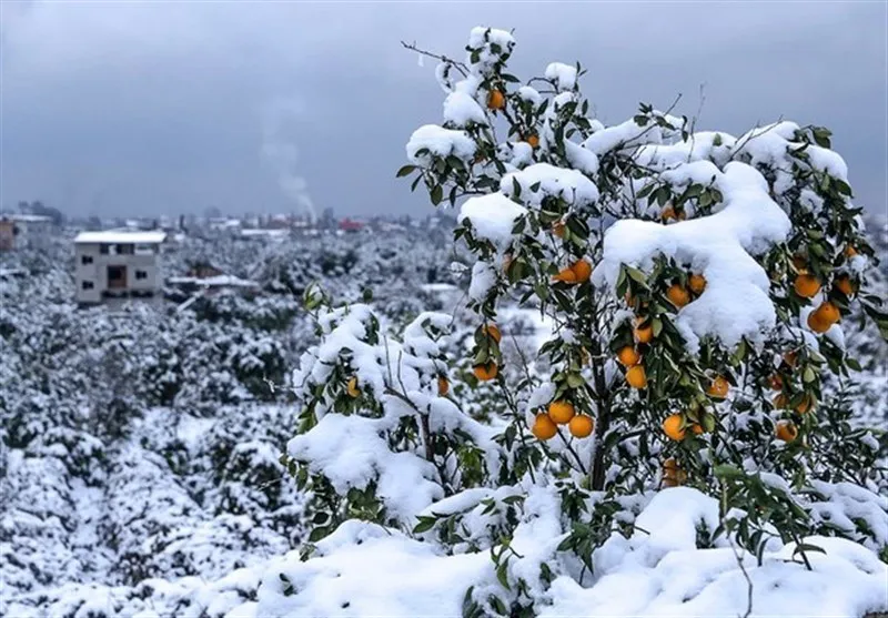 باغداران گلستانی چگونه از سرمازدگی محصولات جلوگیری کنند؟