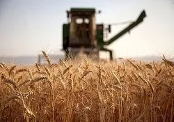 راه اندازی ۶۴ مرکز خرید دولتی گندم در آذربایجان غربی