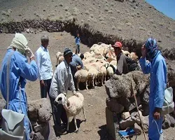 واکسینه شدن دام عشایر استان اصفهان علیه تب برفکی