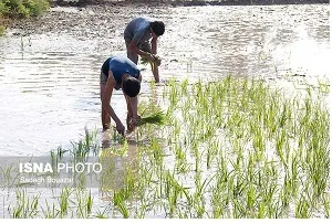 کشت برنج راه‌حل مشکل اشتغال خوزستان است