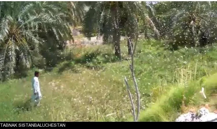 ادامه آسیب ملخ‌ها به کشاورزی سیستان و بلوچستان/ تداوم هجوم ملخ‌ها تا سه هفته دیگر
