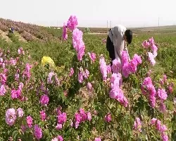 تولید سالانه بیش از 20 هزار تن گلاب در کاشان