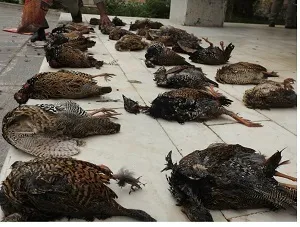 شکارچیان ۴۲ قطعه دراج در خوزستان به دام افتادند