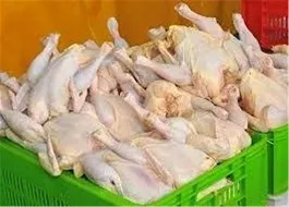 کشتار جوجه های یک روزه در آینده منجر به افزایش قیمت مرغ می شود