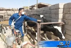 واکسیناسیون ۳۷ هزار رأس دام سنگین یزد بر علیه بیماری تب برفکی