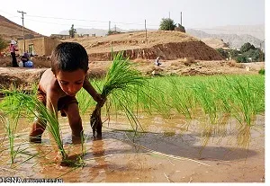 کشت برنج در بیش از ۳۲ هزار هکتار از اراضی شوشتر