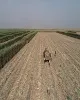 کام ایران از شکرِ خوزستان شیرین شد