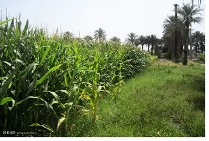 خرید بیش از ۲۵ هزار تن ذرت از کشاورزان خوزستانی