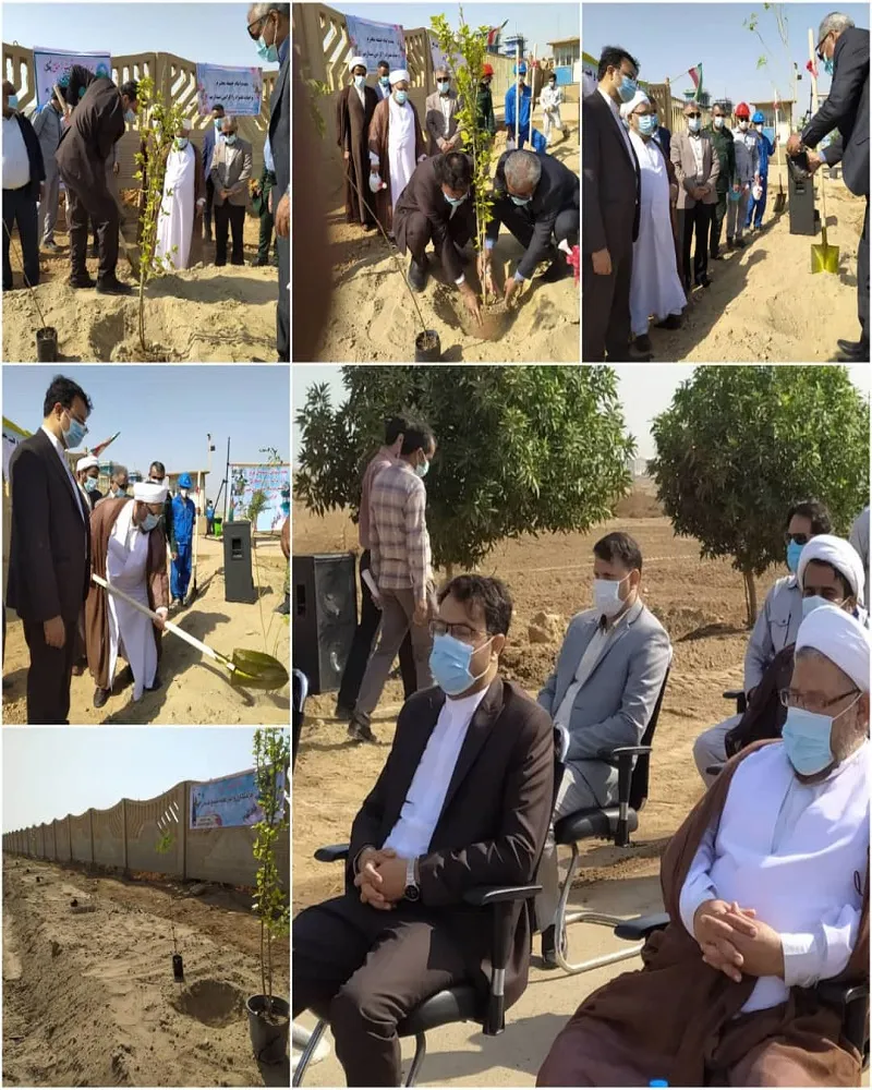 ۷۰ هزار نهال در قشم کاشته شد