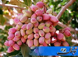 تاکید نماینده اردکان بر پرداخت فوری خسارات ناشی از سرمازدگی به باغات پسته