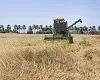 رکورد خرید تضمینی گندم در ۵۰ سال اخیر شکسته شد