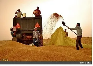 خرید گندم در خوزستان از یک میلیون و 150 هزار تن گذشت