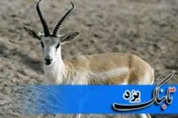 نجات جان آهوی جبیر در خاتم
