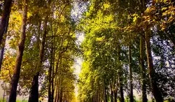 تنش آبی در 16 هزار هکتار از باغات اصفهان