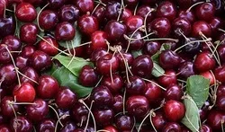 پیش بینی تولید 16هزارتن گیلاس از باغهای اذربایجان غربی