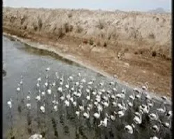 فرود فلامینگو‌ها در تالاب گاوخونی اصفهان