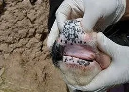 تاکنون مورد ابتلا قطعی به بیماری تب برفکی در کرمانشاه مشاهده نشده است