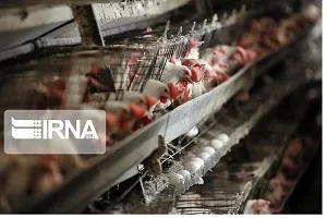 دلالان مرغ در خوزستان به دادستانی معرفی می‌شوند