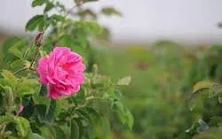 محصولی با طعم شیرین و عطر ثروت