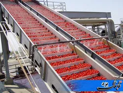 صدور مجوز جذب افزون بر ۲ میلیون تن ماده خام کشاورزی در صنایع تبدیلی یزد