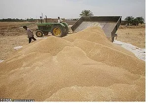 برآورد از بین رفتن 2 هزار و 200 تن گندم ذخیره در خوزستان