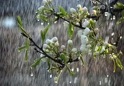 افزایش ۱۰ درصدی بارش نزولات آسمانی در آذربایجان غربی