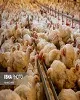 افزایش ۱۱ درصدی جوجه‌ریزی در مرغداری‌های خوزستان