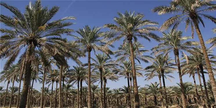 پرداخت تسهیلات اصلاح نخیلات به باغداران استان بوشهر