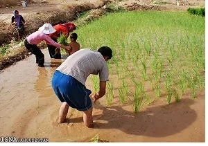 نگرانی برنجکاران خوزستانی از حذف کشت برنج