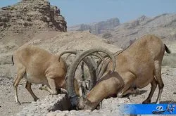 آبرسانی به حیات وحش کوه حفاظت شده بافق آغاز شد
