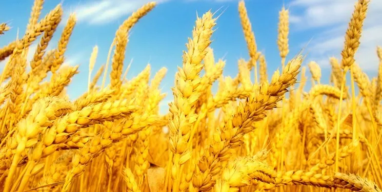 اجرای طرح دستیابی به پتانسیل عملکرد گندم در بوشهر