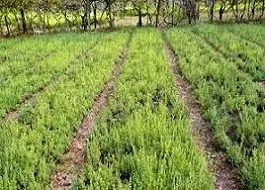 کشت زیره در کنگاور