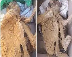 اجساد مومیایی اصفهان چشم به راه اعتبار